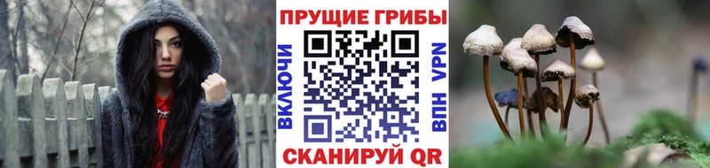 Псилоцибиновые грибы прущие грибы  Зеленоградск 